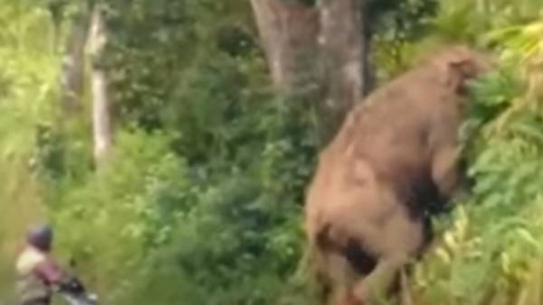 முறிந்த வால் கொம்பன்