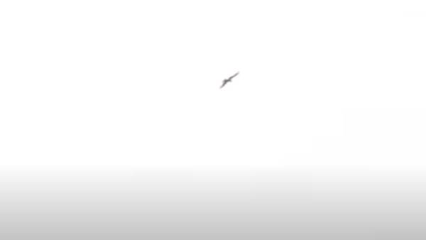 வட்டமிட்ட கருடன்