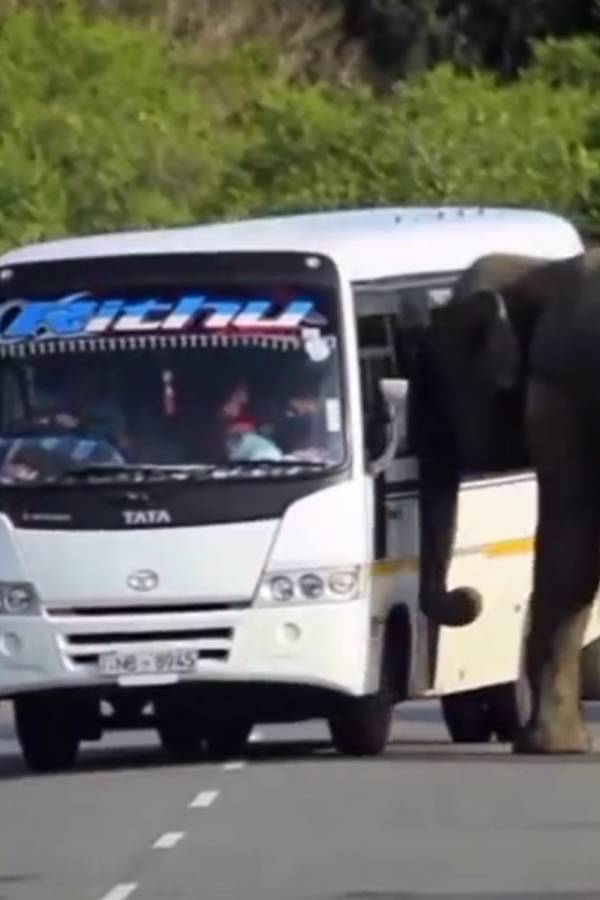 முட்டி தள்ளிய யானை 