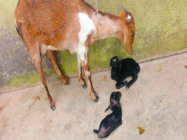 மேய்ச்சல் 