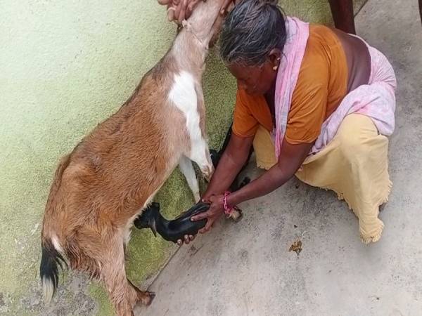  ஆடு + ஆட்டுக்குட்டி