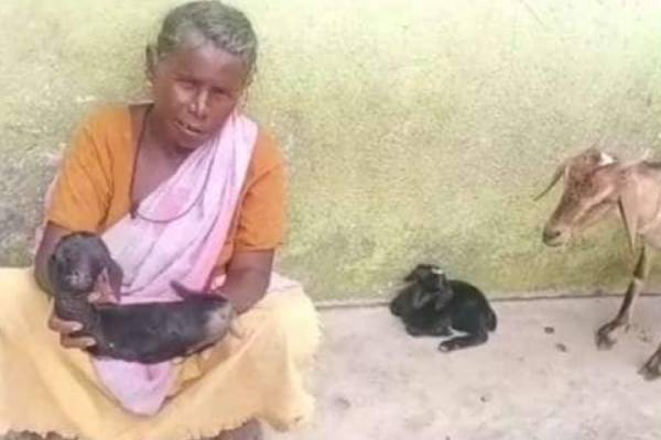  ஆட்டுக்குட்டி