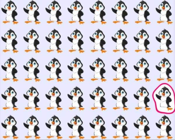 தேடப்படும் பென்குயின் எங்கே 