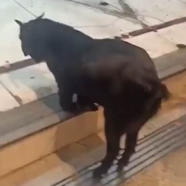  அடடா ஆடு