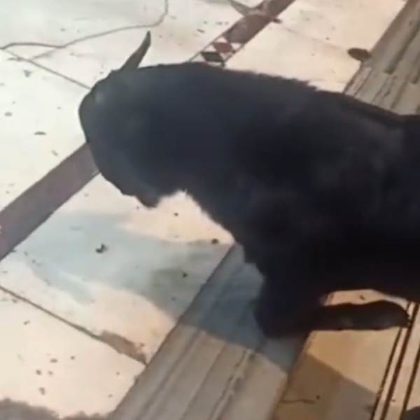 ஹைப்ரீட்