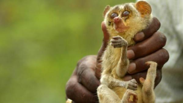 தேவாங்கு இனம் தேவாங்கு இனம்