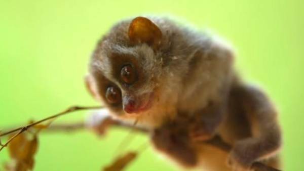 அழிந்து வரும் உயிரினம் அழிந்து வரும் உயிரினம்