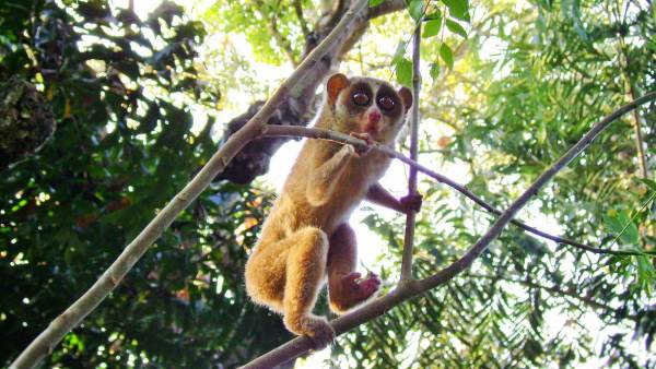 கடவூர் தேவாங்கு சரணாலயம் கடவூர் தேவாங்கு சரணாலயம்