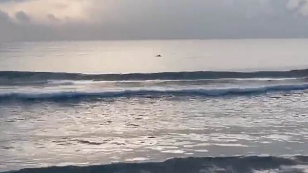 Dolphine has seen in Chennai Injampakkam beach early in the morning Dolphine has seen in Chennai Injampakkam beach early in the morning