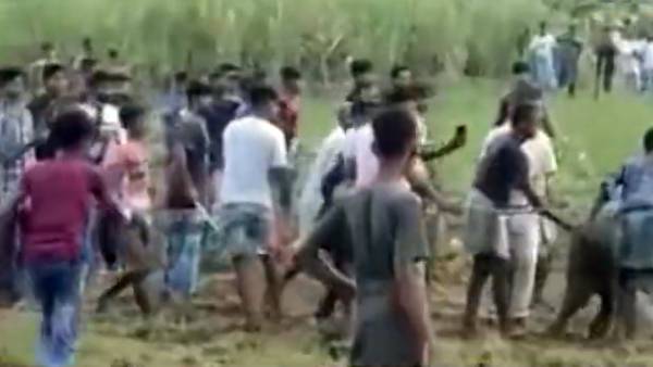  அடிக்கடி ஊருக்கு வரும் யானைகள்