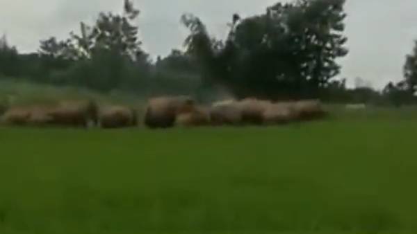  பயிர்களை நாசம் செய்தன..