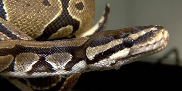  ராஜநாகம்