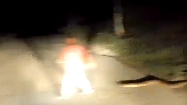  பாம்பு வால் 