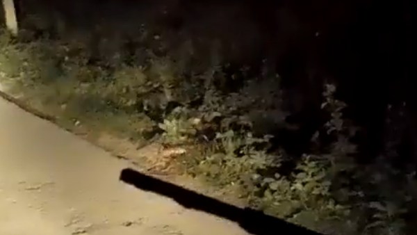 ராஜநாகம்