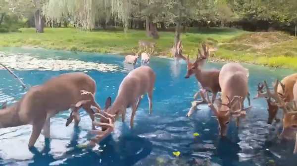 நெட்டிசன்கள் 