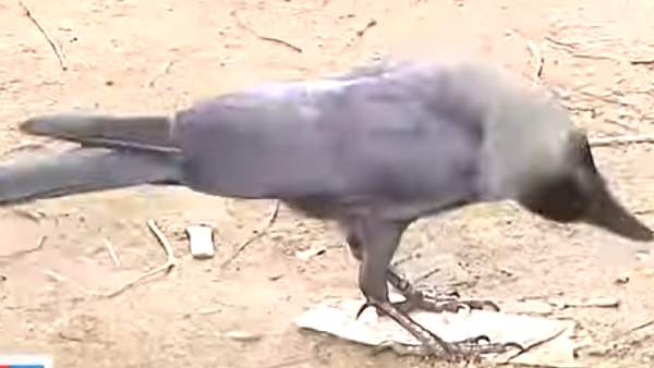  பேக்கரி + கண்ணீர்