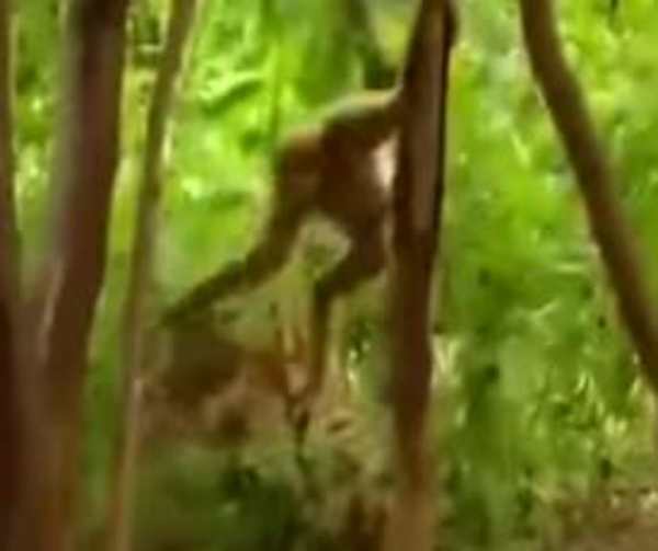  புலிகளை வெறுப்பேற்ற முடிவு 