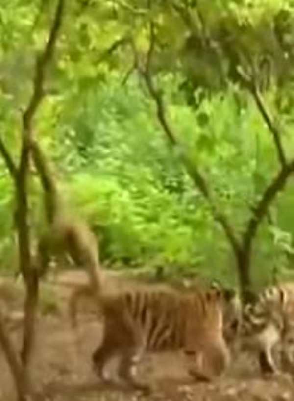  புலிகளை விரட்ட முயற்சி 