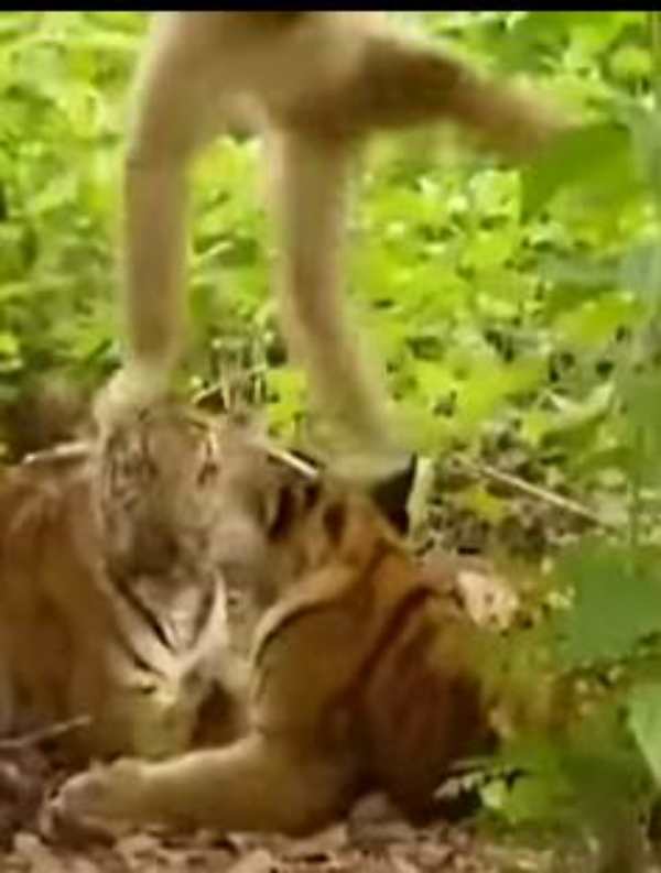  குரங்கின் எல்லைக்குள் நுழைந்த புலி 