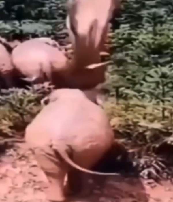 வேடிக்கையான வீடியோக்கள் 