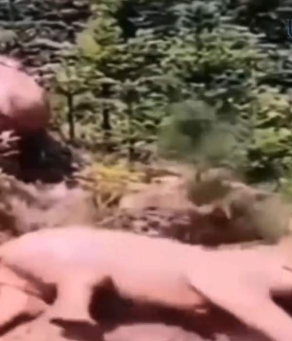 'படையப்பா' ஸ்டைல் காட்டிய யானை 