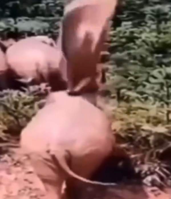  தெறிக்கவிட்ட பிஜிஎம் 