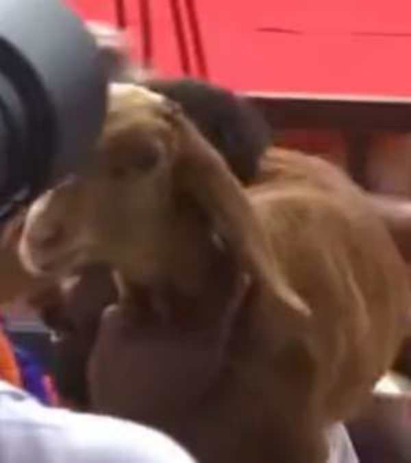 A goat visit Rahul Gandhi Ballaris meeting during the Bharat Jodo Yatra! What happened? A goat visit Rahul Gandhi Ballaris meeting during the Bharat Jodo Yatra! What happened?