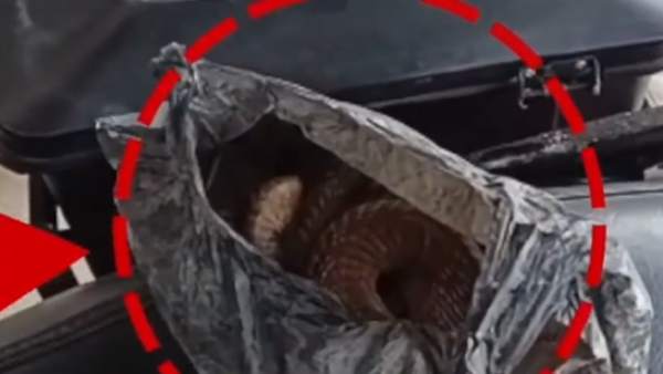 18 அடி நீளம் 