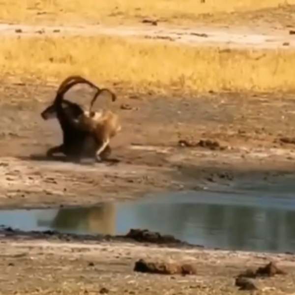 டிரெண்ட் ஆகும் வீடியோ 