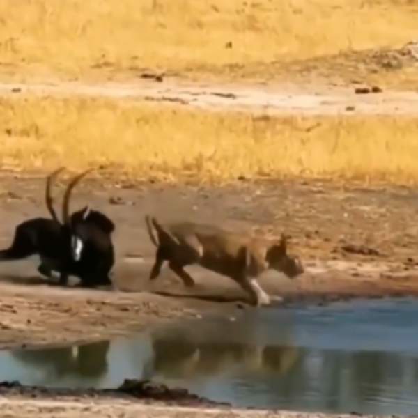 மெதுவாக நடந்துவரும் சிங்கம் 