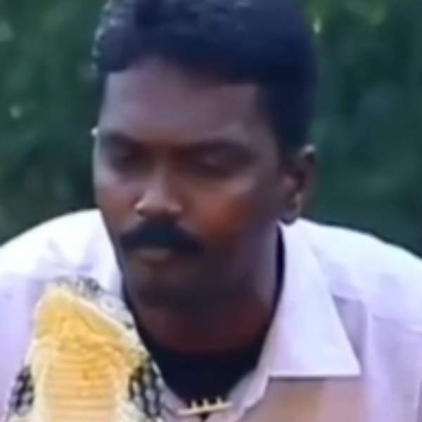  ராஜநாகம்