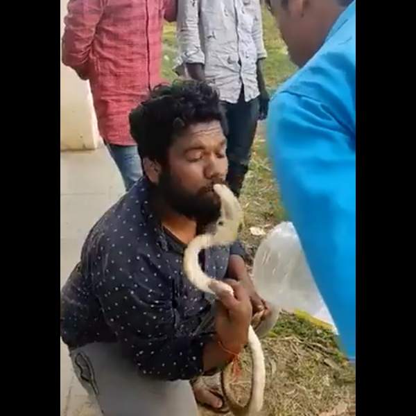  நாகப்பாம்பு