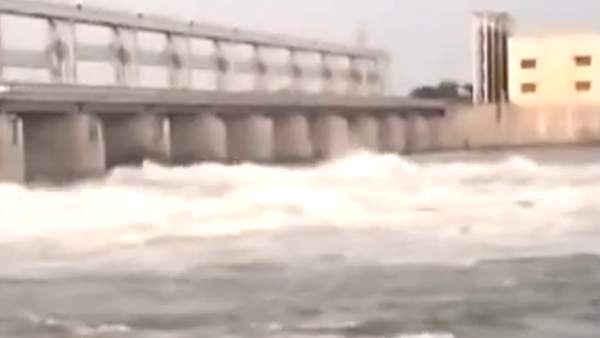 முள்ளுசெடிகள்