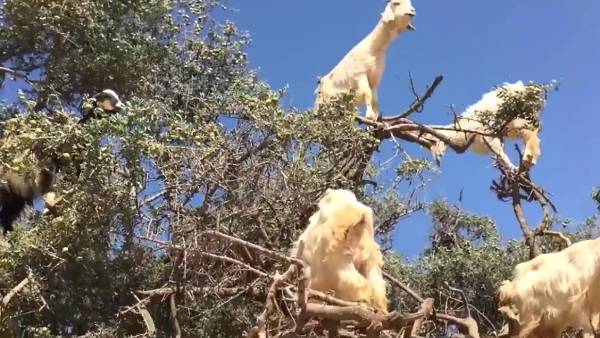  மரத்தின் மீது நிற்கும் ஆடுகள் 