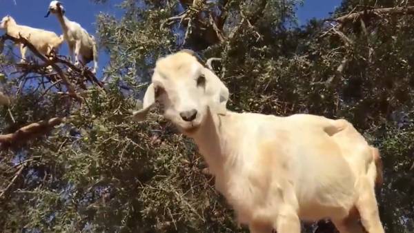  சுவாரசியமான காரணம் 