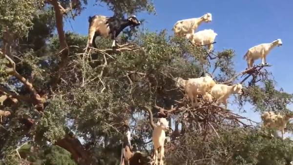  ஆர்கென் பழங்கள்.. 