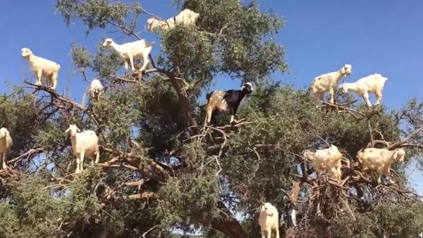  காரணம் ஆட்டு புழுக்கைகளா..? 