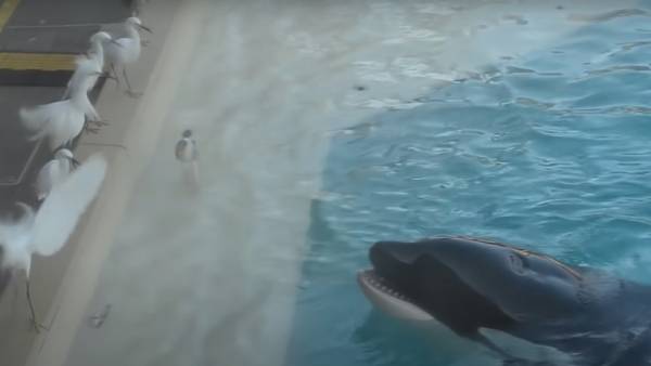  பிரம்மாண்ட நீச்சல் குளங்கள் 