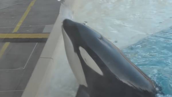  நாரைகளை பிடிக்க தந்திரம்.. 