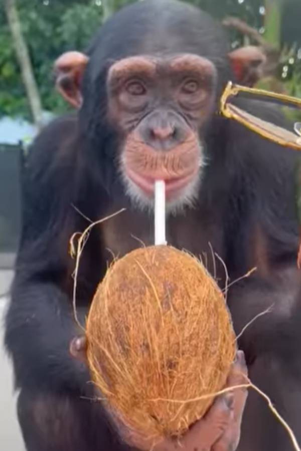 சிம்பன்சி குரங்குகள் 