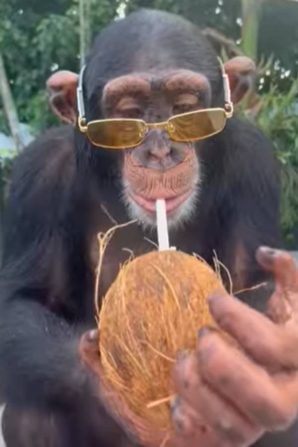 கூல் டிரிங்ஸ் குடிக்கும் வீடியோ 