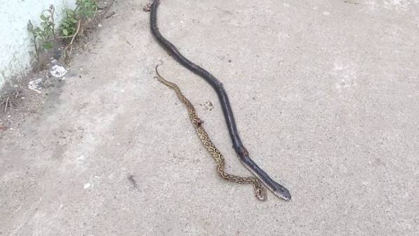 மகனை கடித்த பாம்புகள்