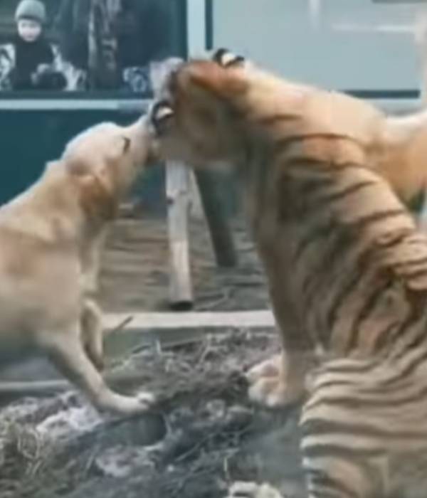 தீயாக பரவும் வீடியோ 