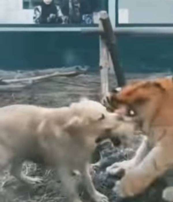 18 ஆயிரம் லைக் 