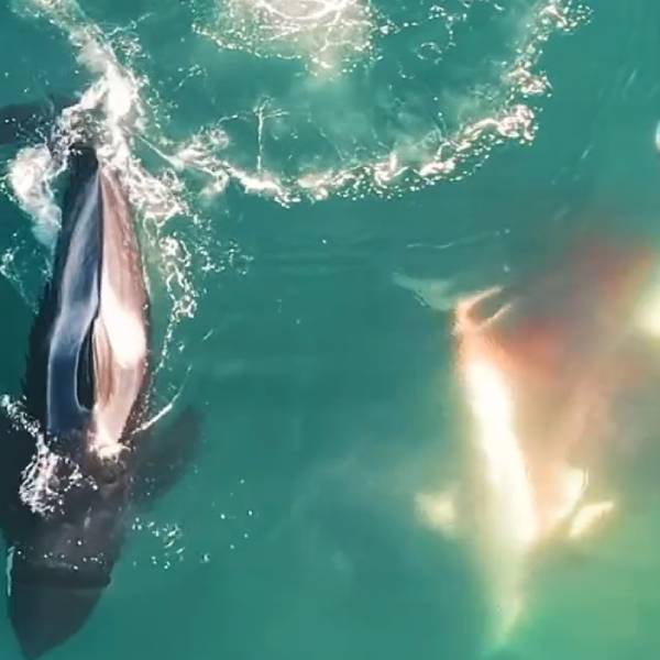 வீடியோ வீடியோ