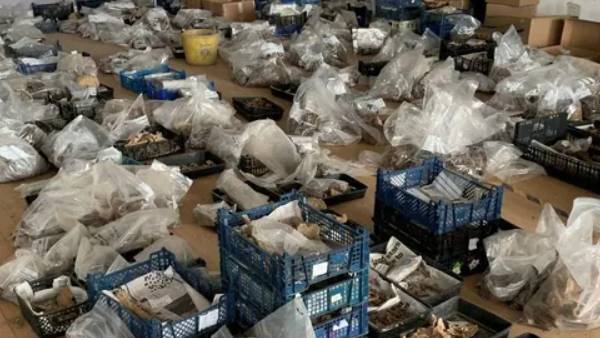  மனித எலும்புகள்