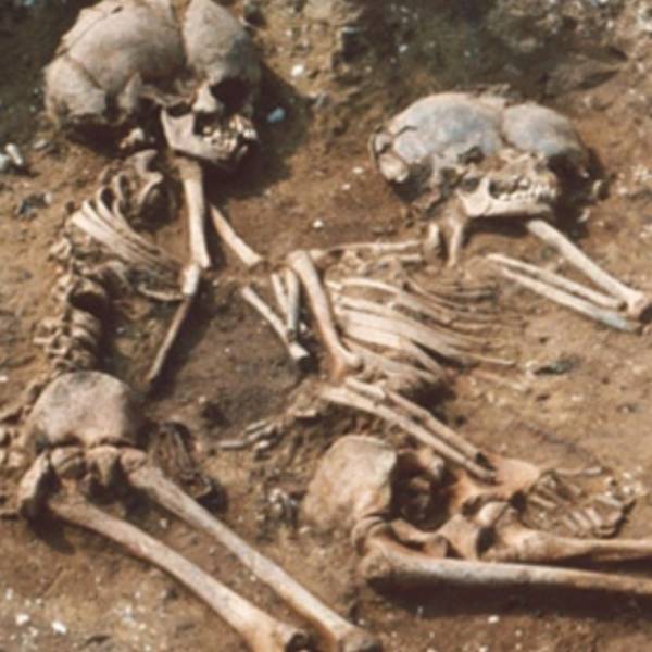  240+ எலும்புகள்