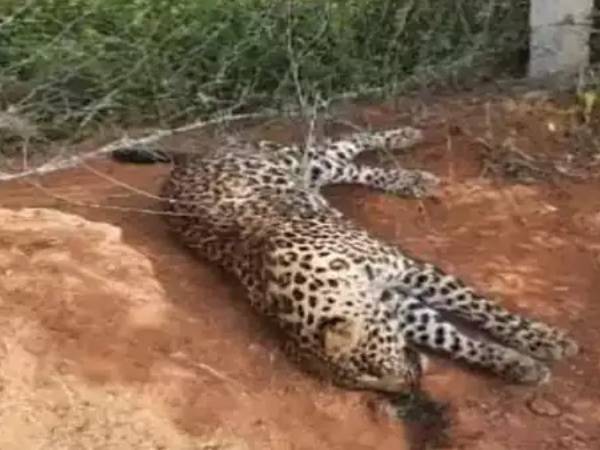 சிறுத்தை இறப்பு சிறுத்தை இறப்பு