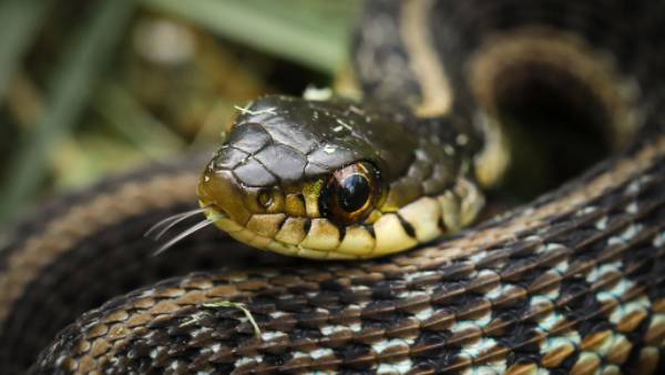 பாம்பை பிடித்த ஊழியர்கள் 