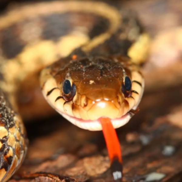  விஷமில்லாத பாம்பு 